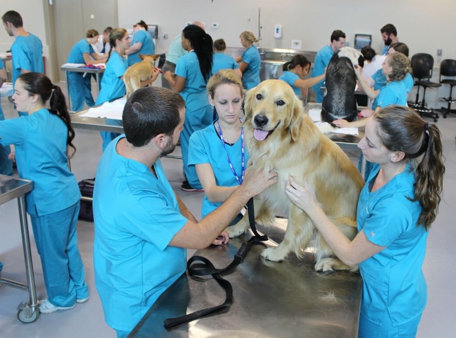 Veterinary medical college application service vmcas